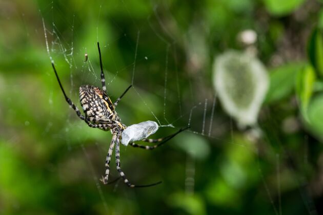 昆虫盘旋在网上的蜘蛛要吃掉它的猎物 背景是蛋袋大型饲料捕获