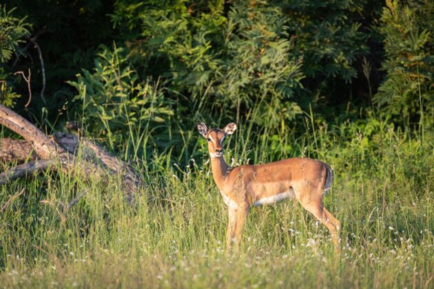 草一只美丽的小鹿站在绿草上的特写镜头婴儿美丽田野