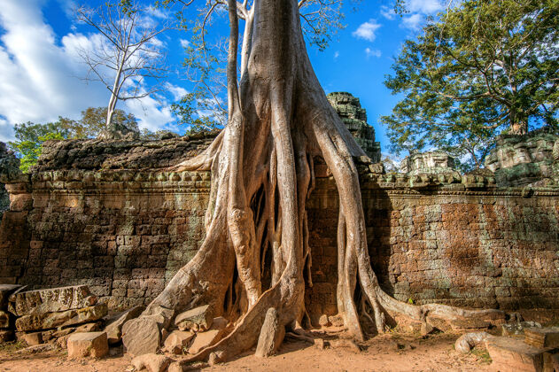 墙壁从柬埔寨吴哥窟的塔普伦寺长出来的树自然木材收获