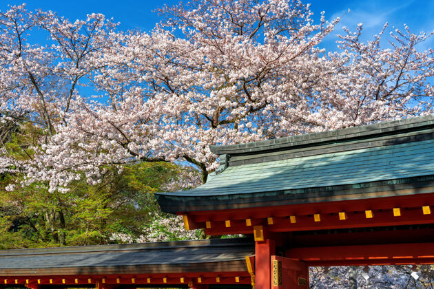 春天寺庙屋顶和樱花在春天 日本屋顶开花景观