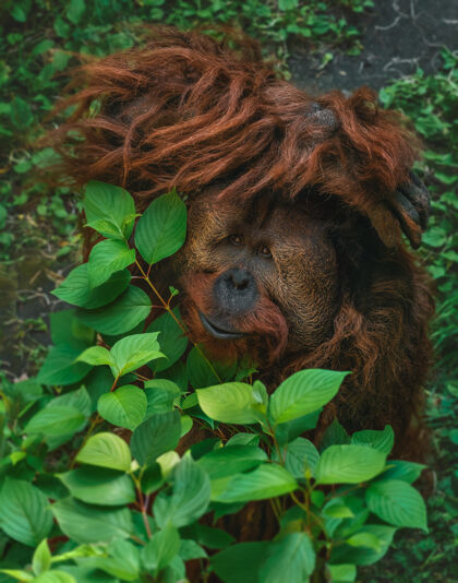 森林一只可爱的猩猩躲在树枝里的惊人镜头猴子颜色树枝