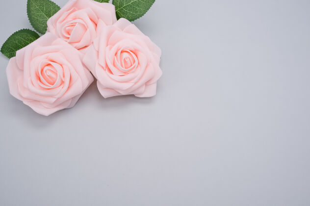 特写粉红色玫瑰的特写镜头 在蓝色背景上与复制空间隔离背景粉红开花