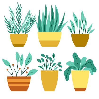 有机平面有机平面室内植物系列植物收集公寓植物分类
