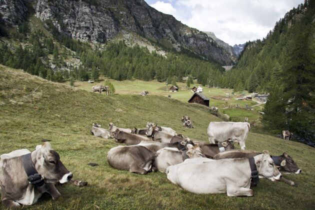 田野一群奶牛躺在地上 被阳光下绿树成荫的小山包围着牛村庄自然