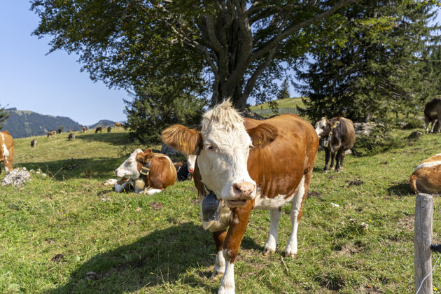 牛奶奶牛在草地上吃草的美丽景色奶牛家养小牛