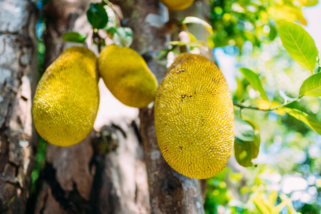 叶子挂在树上的菠萝蜜的特写镜头热带水果巴西