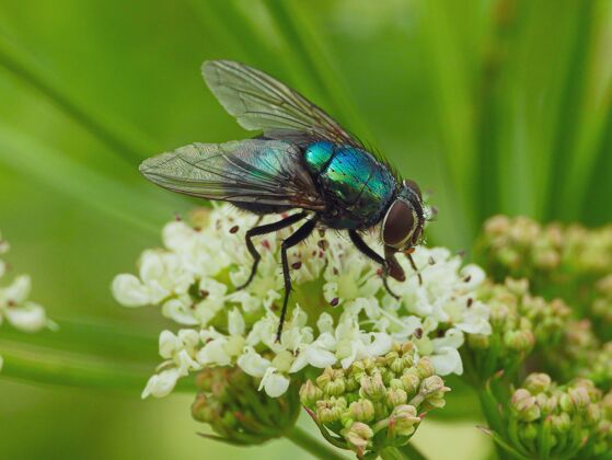 自然花上家蝇的特写镜头细节翅膀自然