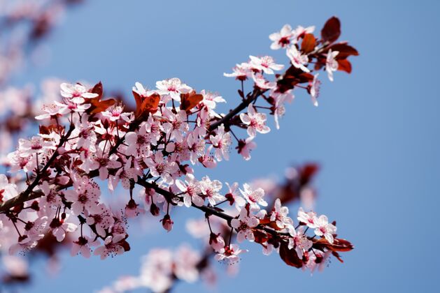 分支春天 粉红色的樱花在背景模糊的树上盛开樱桃花园东方
