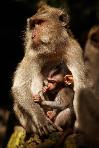 野生动物垂直拍摄的母亲和婴儿狒狒猴休息在岩石上动物一起自然