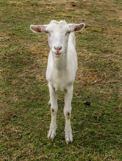哺乳动物一只温顺的白山羊盯着镜头的垂直特写镜头牛奶农场跑步