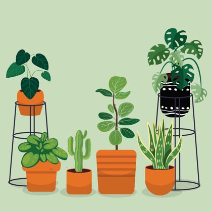 植物收集有机平面室内植物系列平面盆栽室内植物收集