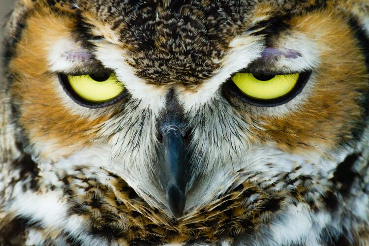 动物猫头鹰眼睛半睁的头部特写镜头苍蝇鸟食肉动物