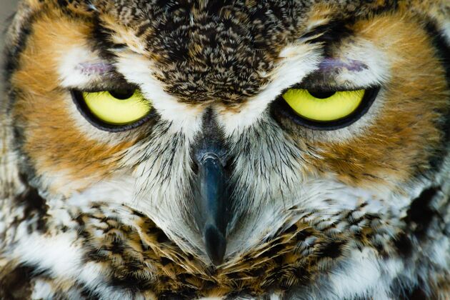 动物猫头鹰眼睛半睁的头部特写镜头苍蝇鸟食肉动物