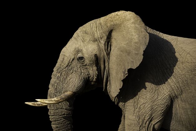 野生动物在阳光明媚的日子 用黑色的墙壁拍摄了一头壮丽大象的选择性聚焦镜头稀树草原河流热带