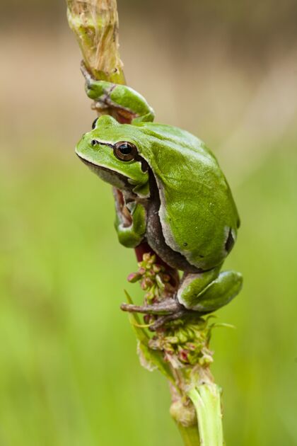 花园垂直选择性聚焦拍摄一只美丽的绿色青蛙抓住植物的茎动物竹子青蛙