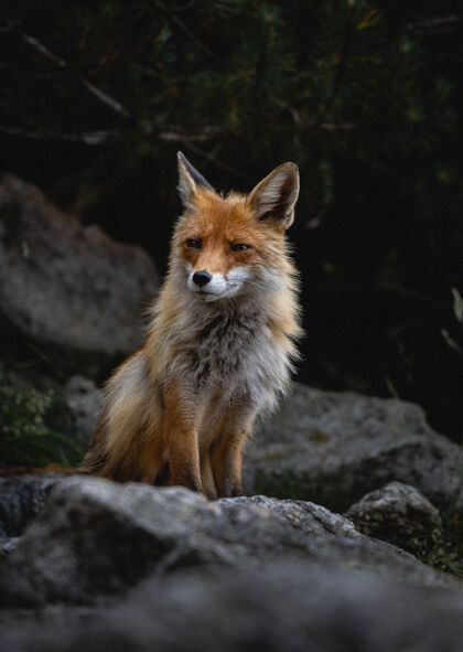 悬崖一只狐狸在森林里的岩石上行走的垂直镜头芬兰太阳加拿大
