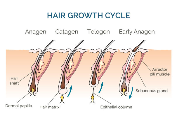 图表头发生长周期头发周期 科学阶段头发 人类头发生长箭头图片医学