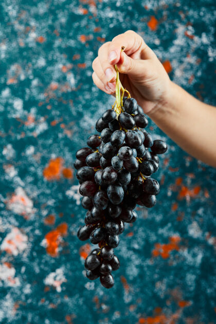 自然拿着蓝色背景的黑葡萄高质量的照片新鲜季节水果