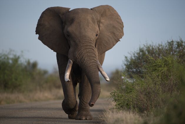自然一只非洲大象在模糊的背景下走在路上的美丽照片厚皮动物大行走