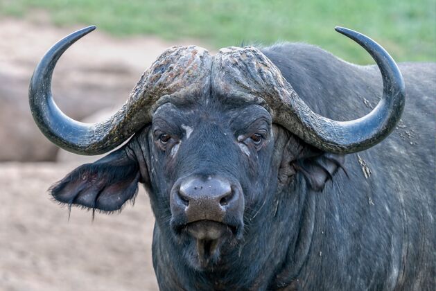 非洲浅焦拍摄的非洲水牛与模糊的背景自然大黑