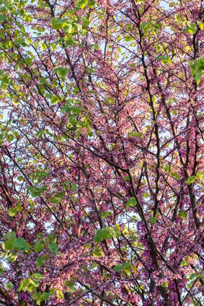开花一棵樱花盛开的树的垂直镜头树叶树关闭