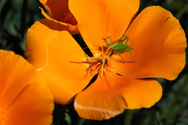叶子选择性聚焦拍摄金色罂粟花上的绿色昆虫罂粟动物花园