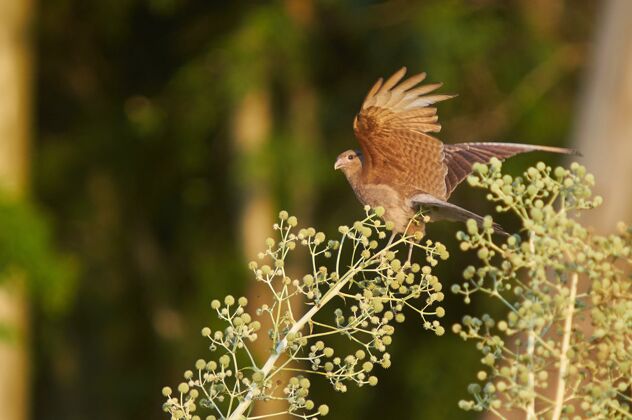 树一只棕色的小鸟正准备从灌木丛的树枝上飞起来灌木鸟森林
