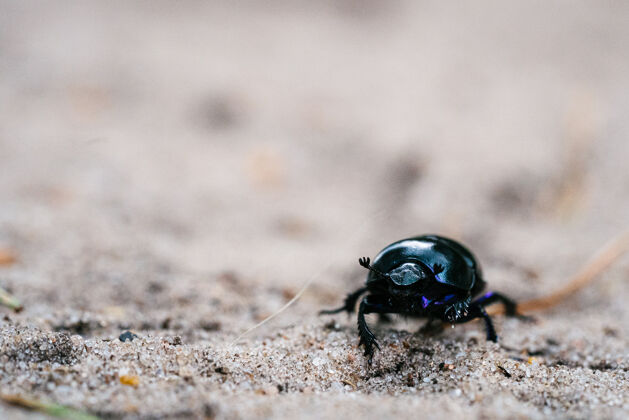 白天一只甲虫在荷兰森林的沙地上行走的选择性聚焦镜头昆虫田野公园