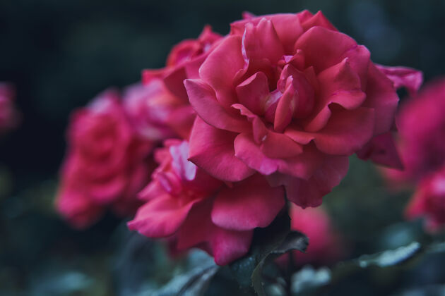 开花花园里粉红玫瑰的选择性聚焦镜头明亮新鲜束