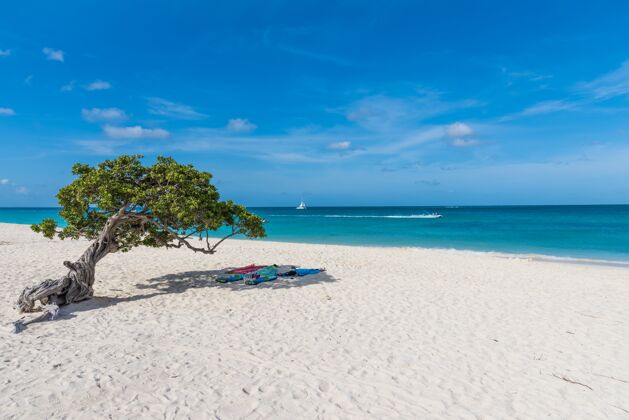 放松在阿鲁巴的一棵树下放着毛巾 水平拍摄海滩和大海的景色海洋海边热带