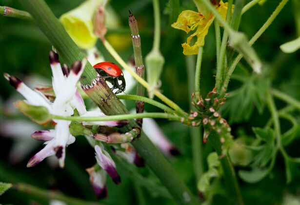 模糊一只瓢虫在花上的特写镜头自然茎细节
