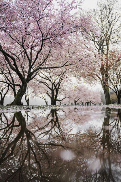 季节河边的樱花树树日本倒影