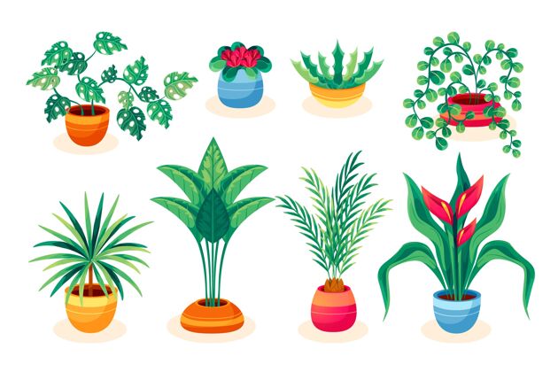 美丽平面插图室内植物收藏室内植物平面设计设置