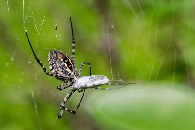 蔬菜盘带蜘蛛在它的网即将吃掉它的猎物 一个苍蝇餐昆虫马耳他午餐时间