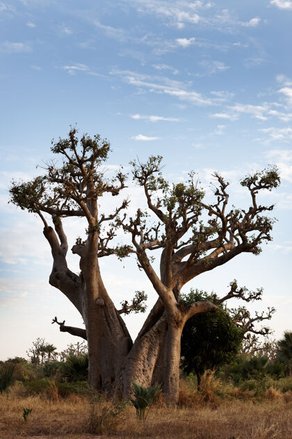 树猴面包树巨人非洲非洲
