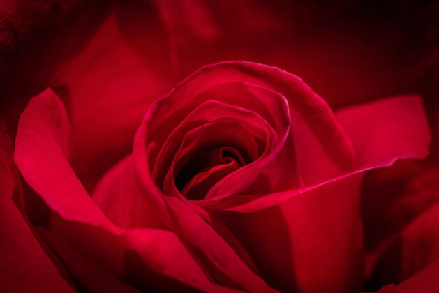 婚礼高角度特写镜头的一个宏伟的红玫瑰情人节玫瑰头