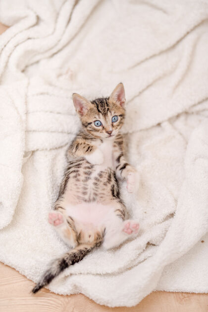 年轻垂直拍摄一只可爱的猫 蓝眼睛躺在毯子上毛茸茸的视图纯种