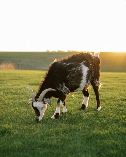 肖像大山羊在田野里吃草 阳光灿烂草原景观野生动物