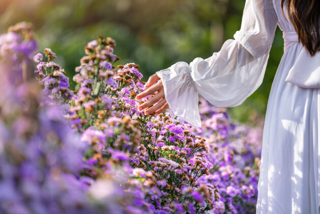 特写女人的手触摸着田野里的紫色花朵女人草药放松