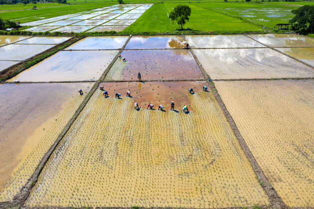 乡村鸟瞰集团传统农民种植水稻的领域工作收获水稻