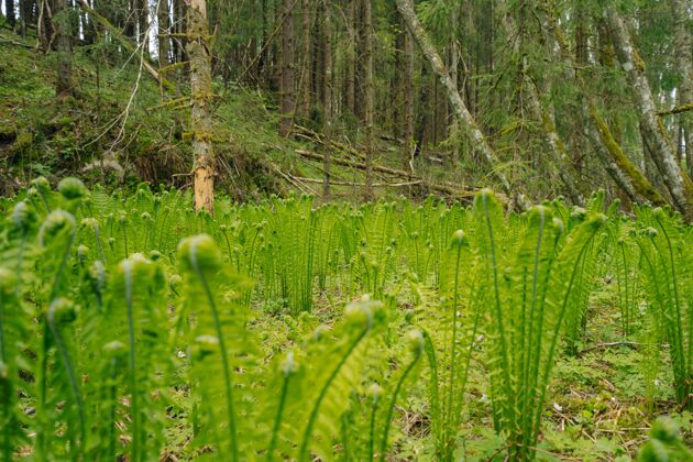 美丽绿色鸵鸟蕨类植物特写镜头自然野生背景