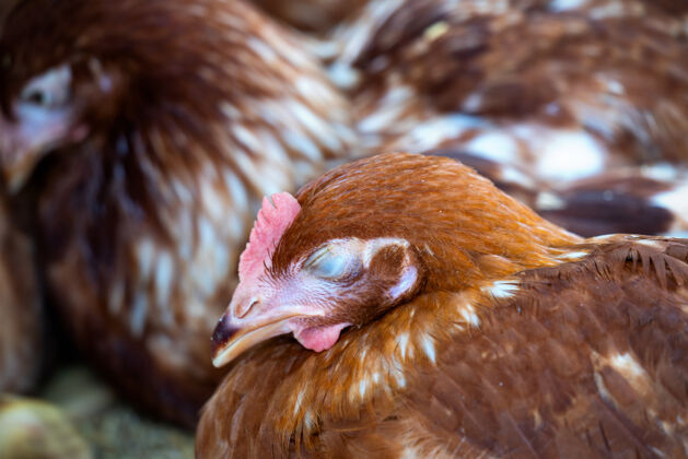 鸡棕色的小鸡在睡觉农业食物睡眠