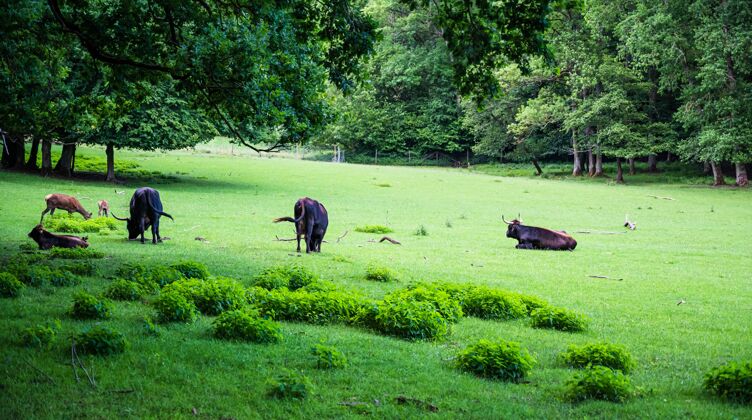 乡村一群母牛在可爱的绿草上吃草家畜乡村草地