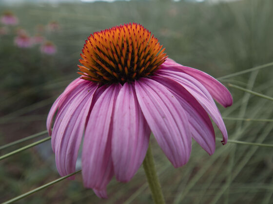 植物学在花园里开花的紫锥花的选择性聚焦拍摄粉色叶花