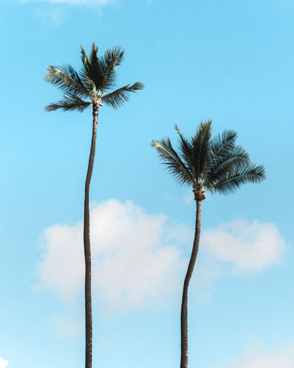 椰子棕榈树在蓝天上的垂直镜头海滩树热带