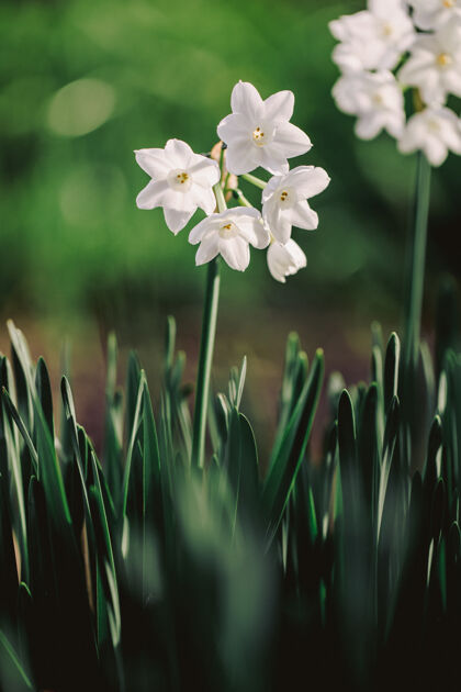 水仙花白色花瓣的选择性聚焦摄影花花天竺葵