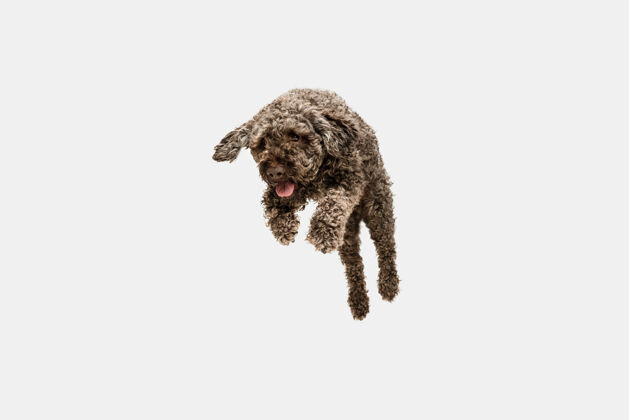 拼贴跑步可爱可爱的拉各托罗马格诺小狗可爱的狗或宠物摆在白色的姿势领球玩