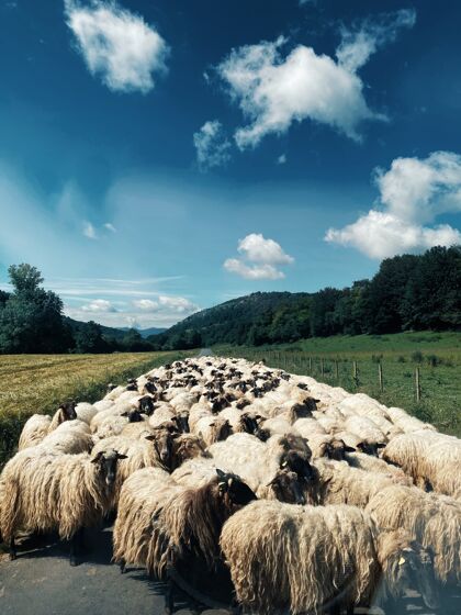 景观垂直拍摄的一群羊在道路中间被绿色自然包围田野树木森林