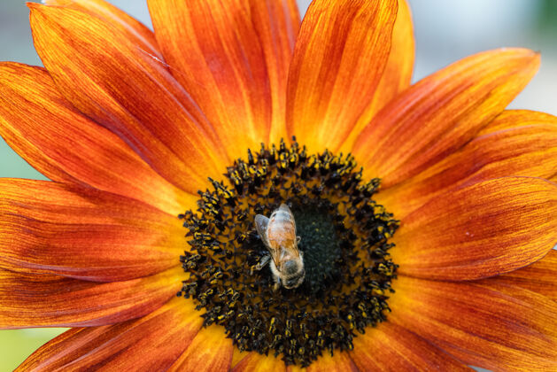 昆虫黄色和黑色的蜜蜂在橙色的花上动物无脊椎动物花