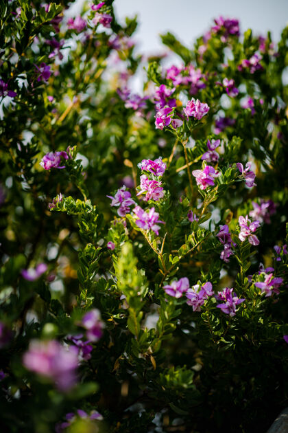天竺葵粉色花瓣的花紫菀花花